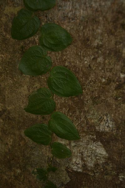 Pothos armatus, photographed by Siddarth Machado