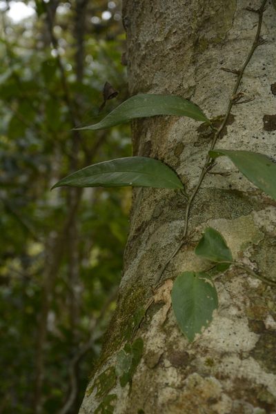 Pothos armatus, photographed by Siddarth Machado
