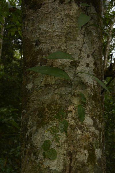 Pothos armatus, photographed by Siddarth Machado