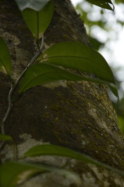 Pothos armatus, photographed by Siddarth Machado