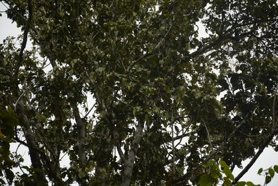 Myristica beddomei, photographed by Siddarth Machado