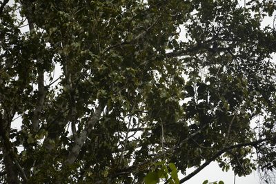 Myristica beddomei, photographed by Siddarth Machado