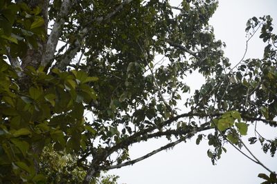Myristica beddomei, photographed by Siddarth Machado