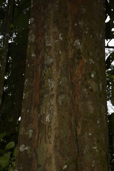 Myristica beddomei, photographed by Siddarth Machado
