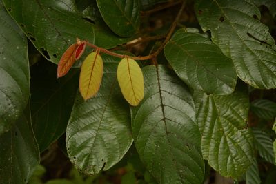 Cryptocarya anamalayana, photographed by Siddarth Machado