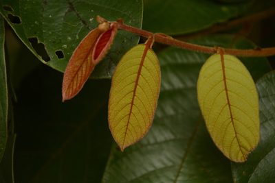 Cryptocarya anamalayana, photographed by Siddarth Machado