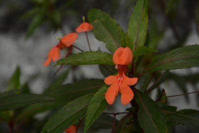 Impatiens verticillata, photographed by Siddarth Machado