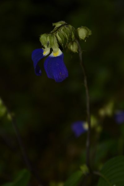 Rhynchoglossum notonianum, photographed by Siddarth Machado