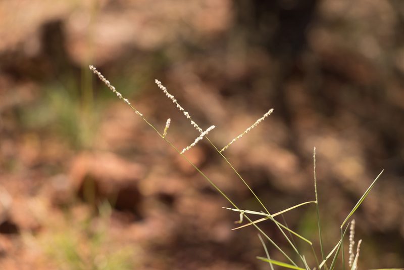 Digitaria hubbardii, photographed by Kym Nicolson