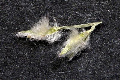Digitaria hubbardii, photographed by Kym Nicolson