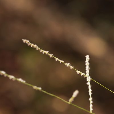 Digitaria hubbardii, photographed by Kym Nicolson