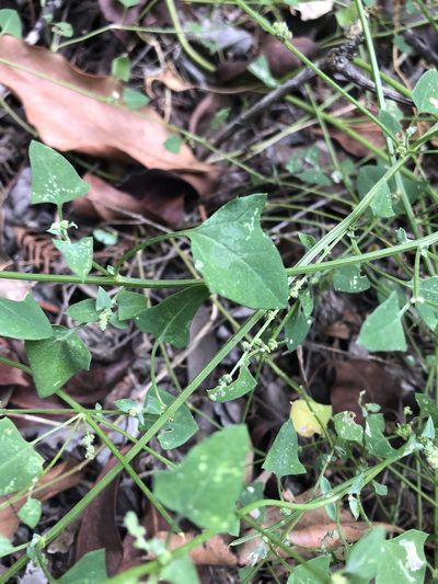 Chenopodium trigonon, photographed by Greg Tasney