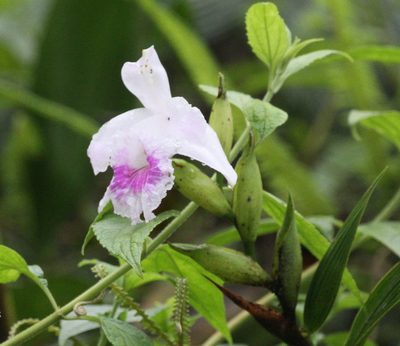 Sobralia rosea, photographed by Arne Holgersson