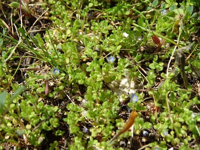 Veronica hispidula, photographed by Grzegorz Grzejszczak