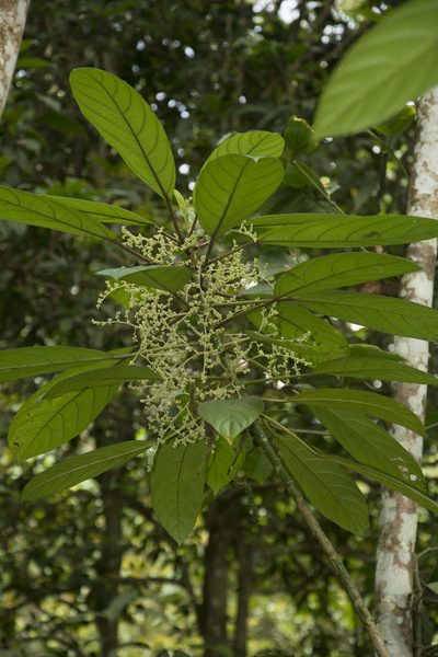 Dendrocnide sinuata, photographed by Siddarth Machado