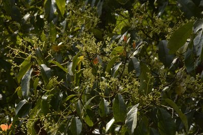 Machilus glaucescens, photographed by Siddarth Machado