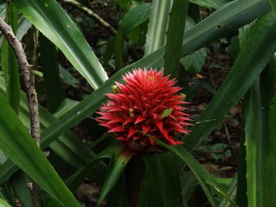 Aechmea magdalenae, photographed by Yves Bas