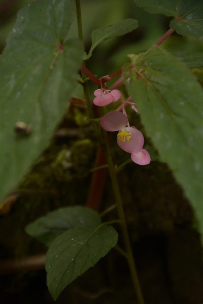 Begonia dipetala, photographed by Siddarth Machado