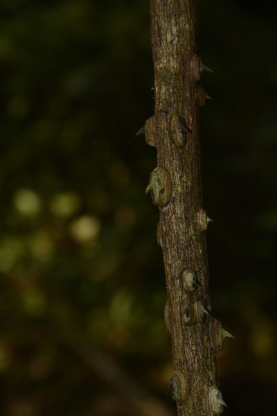Mezoneuron cucullatum, photographed by Siddarth Machado