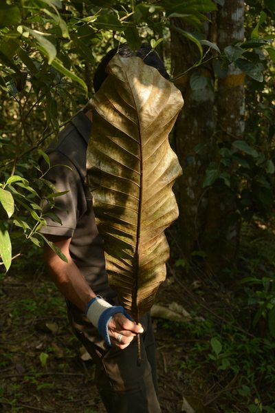 Semecarpus travancoricus, photographed by Siddarth Machado