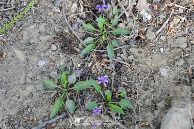 Viola prionantha, photographed by Yi CHEN