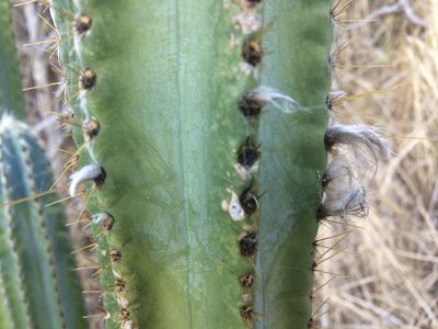 Pilosocereus armatus, photographed by Derek