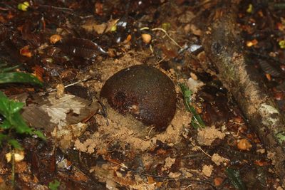 Bertholletia excelsa, photographed by Scott Loarie
