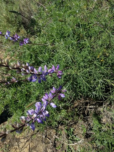 Lupinus longifolius, photographed by Nick Doty