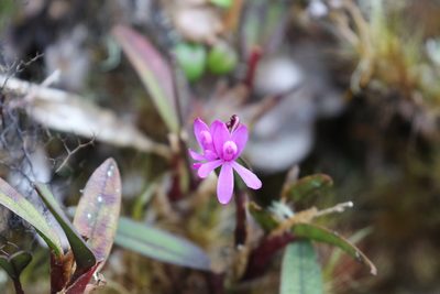 Epidendrum becerrae, photographed by Thibaud Aronson