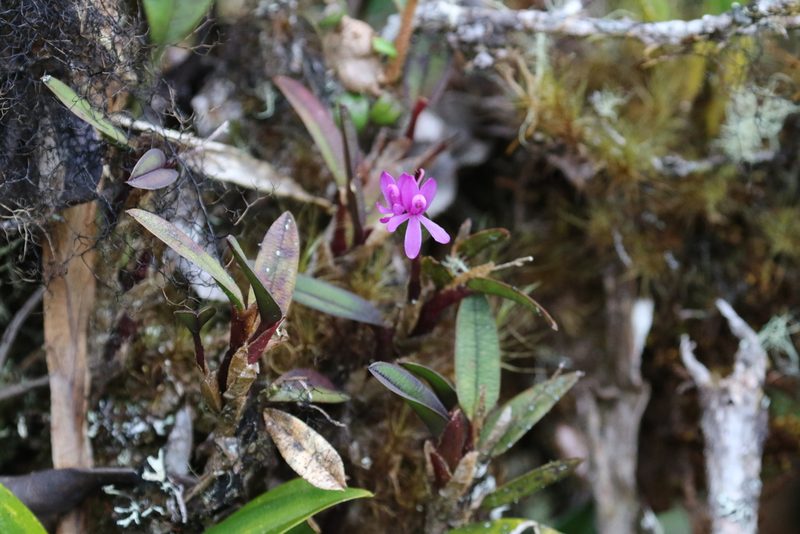 Epidendrum becerrae, photographed by Thibaud Aronson