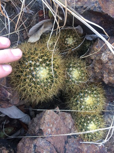 Mammillaria nivosa, photographed by Derek