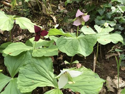 Trillium sulcatum, photographed by Evelyn Davis