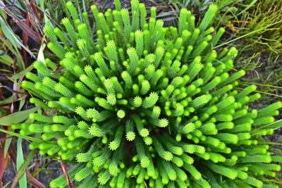 Kogelbergia phylicoides, photographed by Di Turner