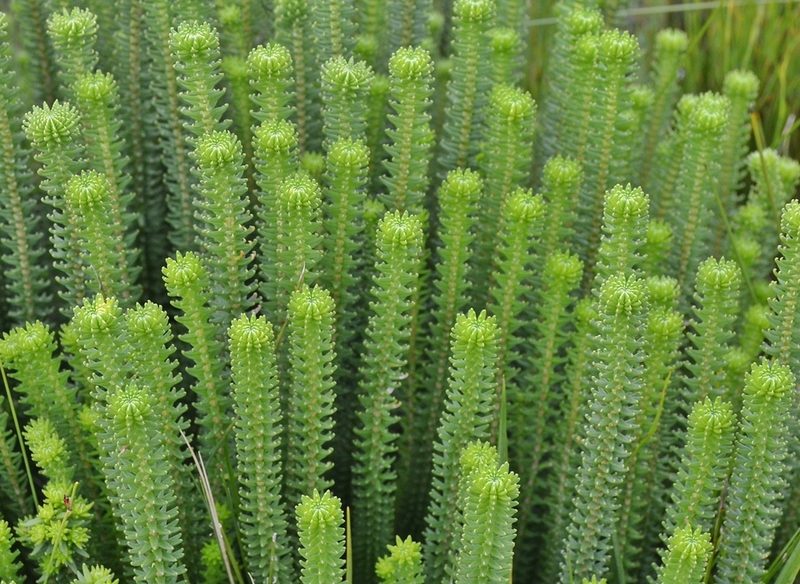 Kogelbergia phylicoides, photographed by Di Turner