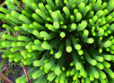 Kogelbergia phylicoides, photographed by Di Turner
