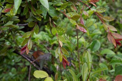 Syzygium buxifolium, photographed by Cheng-Tao Lin