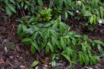 Celastrus hindsii, photographed by Cheng-Tao Lin