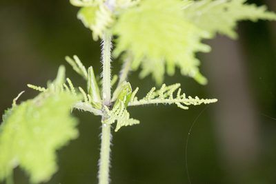 Urtica thunbergiana, photographed by Licheng Shih