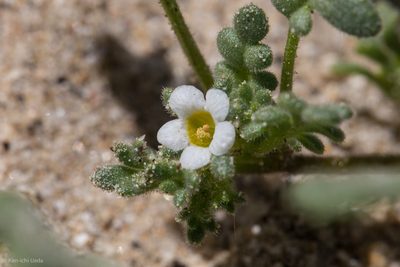 Phacelia ivesiana, photographed by Ken-ichi Ueda