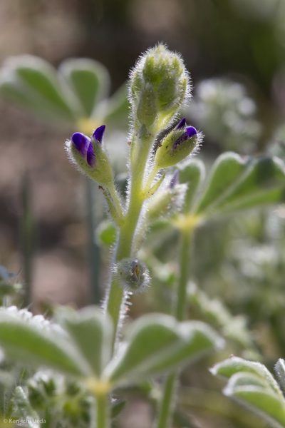 Lupinus shockleyi, photographed by Ken-ichi Ueda