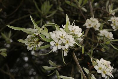 Pyrus salicifolia, photographed by Stephen James McWilliam