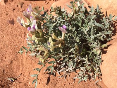 Astragalus piscator, photographed by Robbie Hannawacker