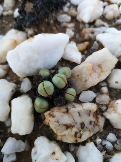 Argyroderma framesii, photographed by leandra-k_89
