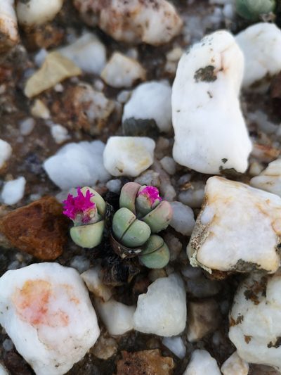 Argyroderma framesii, photographed by leandra-k_89