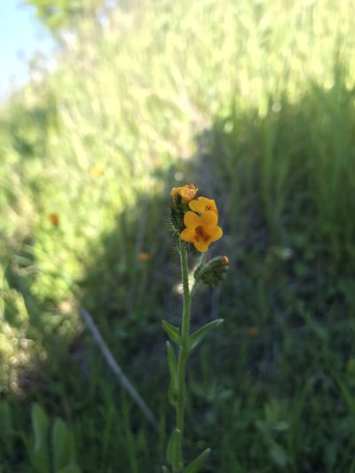 Amsinckia lunaris, photographed by Scott Yarger