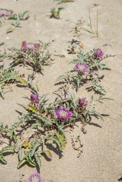 Centaurea pumilio, photographed by William Stephens