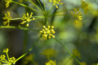 Opopanax hispidus, photographed by William Stephens