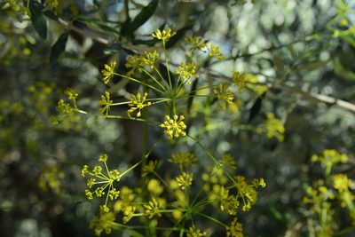 Opopanax hispidus, photographed by William Stephens