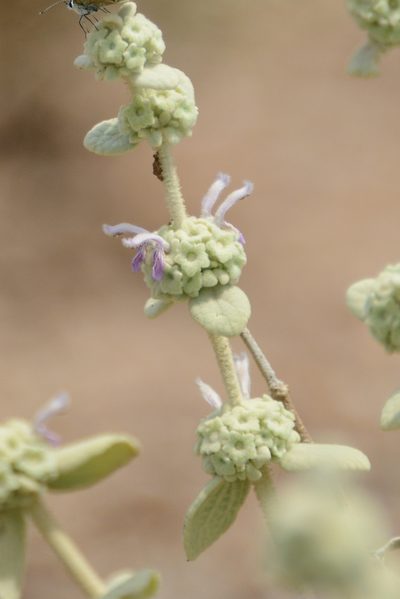Pseudodictamnus mediterraneus, photographed by William Stephens