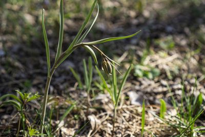 Fritillaria montana, photographed by Conrad Altmann